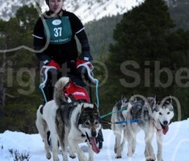 aviemoresnow130