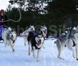 aviemoresnow201