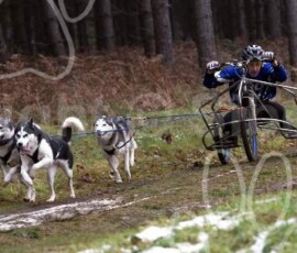 broomhill053