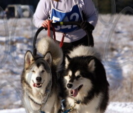 graystoke-2