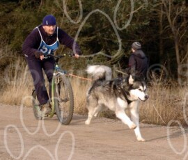 greystoke008