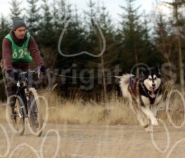 greystoke021