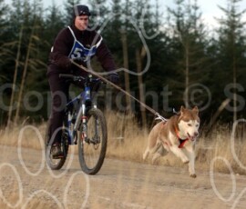 greystoke024