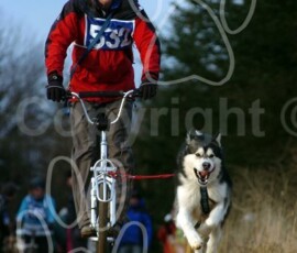 greystoke027