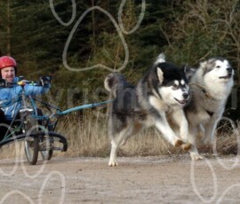 greystoke036