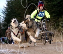 greystoke037