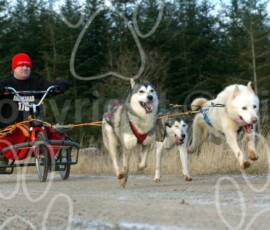 greystoke075