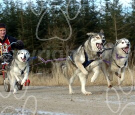 greystoke076