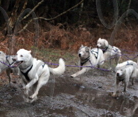 rendlesham004