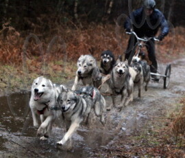 rendlesham009
