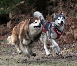 rendlesham057