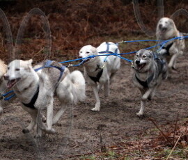 rendlesham096
