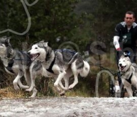 agrace039