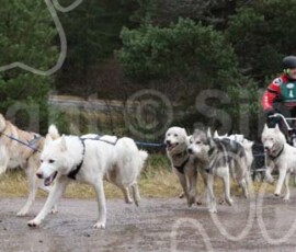 aviemoreshcgb045 aviemoreshcgb045