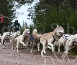 aviemoreshcgb060 aviemoreshcgb060