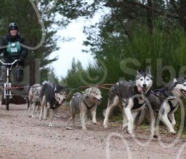aviemoreshcgb074 aviemoreshcgb074