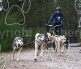 aviemoreshcgb077 aviemoreshcgb077
