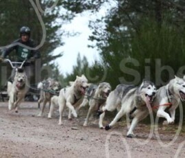 aviemoreshcgb079 aviemoreshcgb079