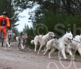aviemoreshcgb082 aviemoreshcgb082