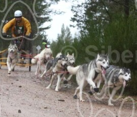 aviemoreshcgb128 aviemoreshcgb128
