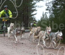aviemoreshcgb129 aviemoreshcgb129