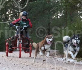 aviemoreshcgb291 aviemoreshcgb291