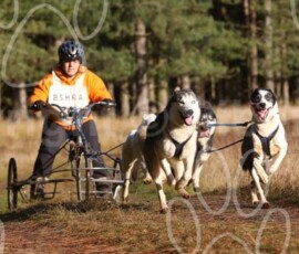 bshraelvdon068 bshraelvdon068