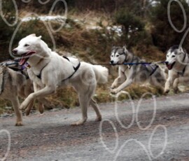 dyfnant124