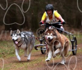 elveden005