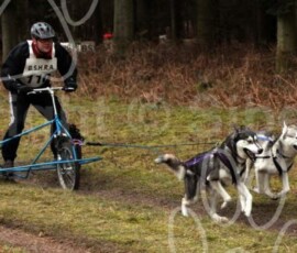 elveden019