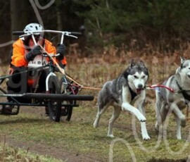 elveden022