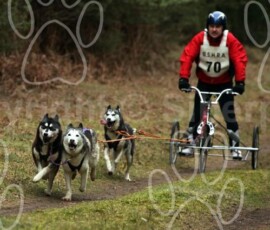 elveden062