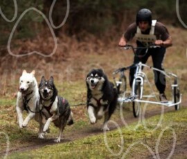 elveden064