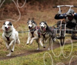 elveden066
