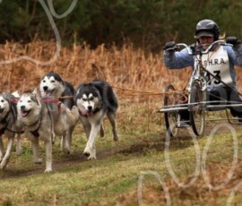 elveden074