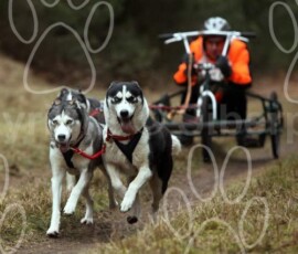 elveden081