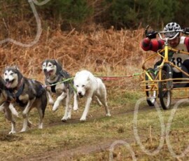 elveden087