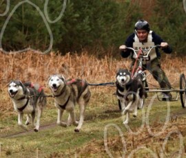 elveden093