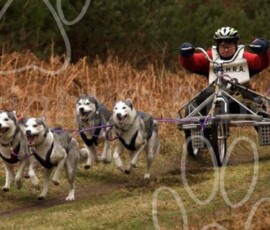 elveden102