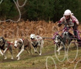 elveden104