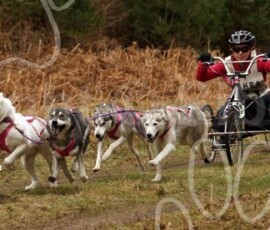 elveden113