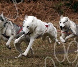 elveden126