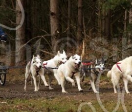 elveden132