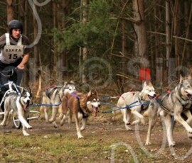elveden134