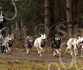 elveden142