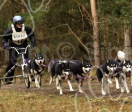 elveden151