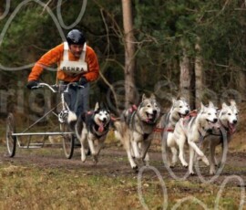 elveden161