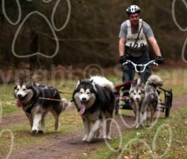 elveden238