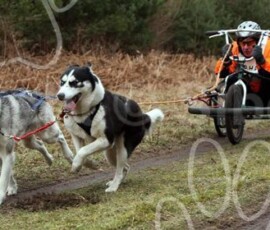 elveden263