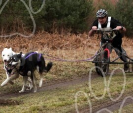 elveden264